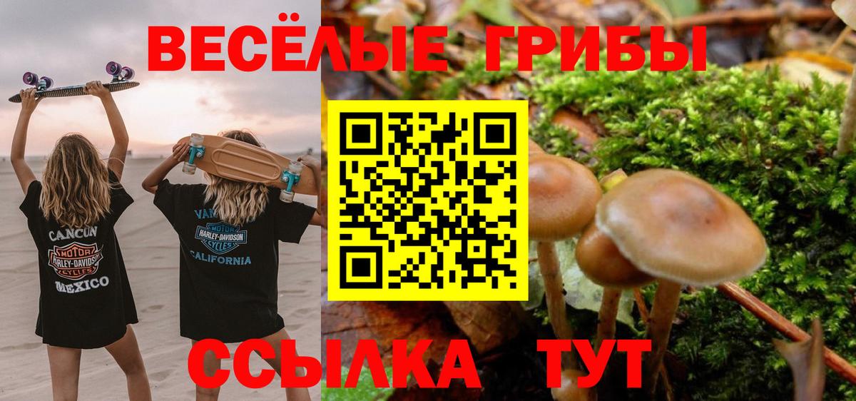 купить наркоту  Псилоцибиновые грибы прущие грибы  Вход с VPN  Вязники  Псилоцибиновые грибы мухоморы 